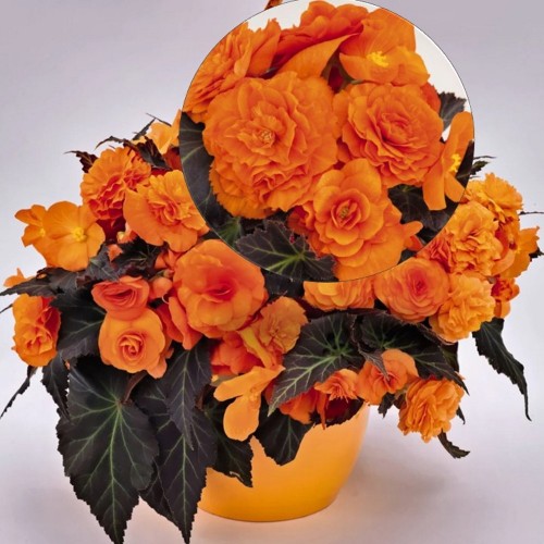 Begonia tuberhybrida 'Nonstop® Mocca F1 Bright Orange' - Mugulbegoonia 'Nonstop® Mocca F1 Bright Orange' 